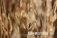 В Туве сформирован запас семян зерновых культур в 5 тысяч тонн