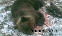 В Туве охотник попал в больницу после встречи с бурым медведем