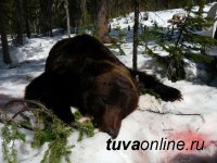 В Кызыле выявлено зараженное мясо медвежатины