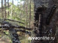 В текущем году удалось затушить очаг сибирского шелкопряда в Шагонарском лесничестве (Тува)
