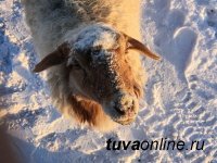 Зимовка скота в Туве началась в штатном режиме – Минсельхозпрод