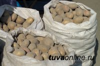 В Туву пытались ввезти картофель из карантинной зоны