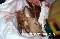 В Кызыле инспекторами ДПС выявлен факт перевозки мяса сибирских диких косуль