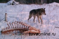 В Туве борются с волками. С начала года добыто 285 серых хищников