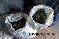 В лесу рядом с с. Усть-Элегест (Тува) полицейские обнаружили два мешка с наркотическим веществом