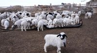 В животноводческих хозяйствах Тувы продолжается расплодная кампания