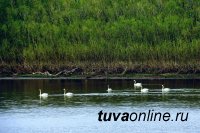 Тува: На протоке Енисея увидели "краснокнижных"  лебедей-кликунов