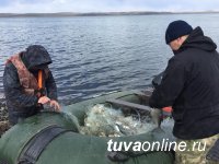 В Туве озеро Чагытай очистили от браконьерских сетей
