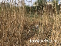 Кызыл: День охраны природы депутаты городского хурала отметили уборкой от мусора природного чуда – реки Донмас-суг