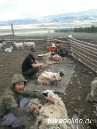 В хозяйствах Тувы идет сезонная стрижка овец и коз