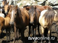 В Туве вынесен обвинительный приговор троим местным жителям, пытавшимся украсть 8 голов лошадей