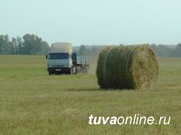В Туве заготовили 3957 тонн сена 