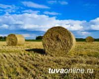 В Туве заготовили 8567 тонн сена 