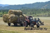 В Туве заготовили 49 тысяч тонн сена