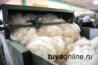 Скорняжный цех в Туране принимает овечьи шкуры на переработку