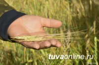 В Туве 15 октября планируют завершить уборку зерновых