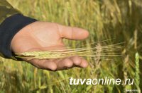 В Туве в этом году средняя урожайность зерновых превышает 15 ц/га (в прошлом году - 14,3)