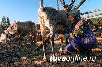В Туве помогут становлению семейных оленеводческих ферм