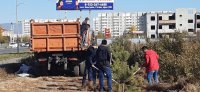 В Кызыле прибавилось 205 деревьев и 240 кустарников