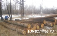 В Туве ущерб от незаконных рубок леса превысил четыре миллиона рублей