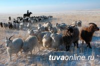 В Туве зимовка  скота проходит в штатном режиме