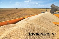 Аграрии Тувы в 2019 году в 2,3 раза увеличили производство зерна