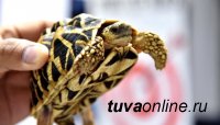 В Туве ограничен ввоз людей и экзотических животных из Китая