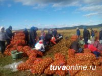 В Туве губернаторский проект «социальный картофель» в 2020 году охватит 3084 участника