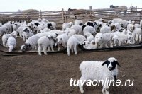 Предварительные итоги окотной кампании в Туве считаются успешными – минсельхозпрод республики