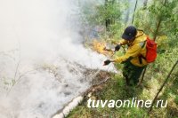В Туве, где сняли режим ЧС в региональных лесах, до 28 мая находиться в них запрещено