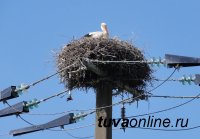 На ЛЭП Тувы установят устройства, защищающие птиц от гибели