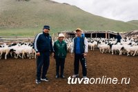 В Дзун-Хемчик отправились​ 1200 племенных овцематок по проекту «Чаа сорук»