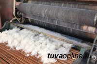В Туве запустят производство шерсти