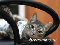 Тува: В поселке Каа-Хем на президентский грант простерилизуют 120 собак и кошек