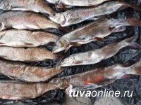 В Туве поймали браконьера с 21 хвостами ленка
