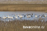 В Туве ведут профилактику птичьей чумы среди местных охотников