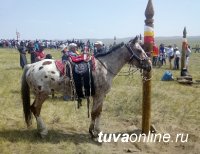 В Туве, где растет поголовье лошадей, намерены возродить исчезающую тувинскую породу