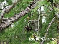 В Туве проанализируют яйцекладки вредителя леса - сибирского шелкопряда