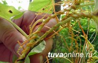 В Тес-Хемском районе Тувы снят карантнин на опасный сорняк