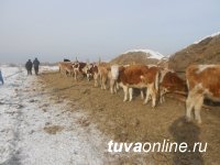 В Туве с начала года полицейские нашли и возвратили владельцам более 890 голов сельскохозяйственных животных, пропавших в результате бесконтрольного выпаса