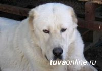 Кызылчанина, укравшего, чтобы сварить на обед собаку, суд приговорил к обязательным работам