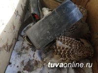 В Туве инспекторами ДПС выявлены факты незаконной охоты и рыболовства