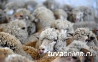 Поголовье мелкого рогатого скота в Туве в 2020 году выросло почти на 11%