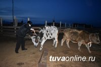 В Туве госавтоинспекторы призывают обозначать свой скот световозвращателями