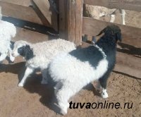 В Туве скрещивание местных овец с завезенными баранами-производителями улучшили породные качества приплода