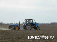В ходе начавшейся посевной в Туве засеяно зерновыми 1200 га (8% от плана)