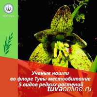 В Туве зарегистрированы 5 редких видов растений
