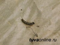 В Туве отмечено сокращение площади очага сибирского шелкопряда