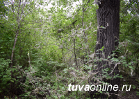 Лесопатологи Тувы вновь выявили в насаждениях национального парка Черемуховую горностаевую моль