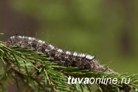 В Туве ведется надзор за популяцией сибирского шелкопряда